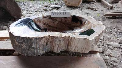 Раковины из окаменелого дерева 60-64 см