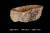 Раковины из окаменелого дерева 45-49 см